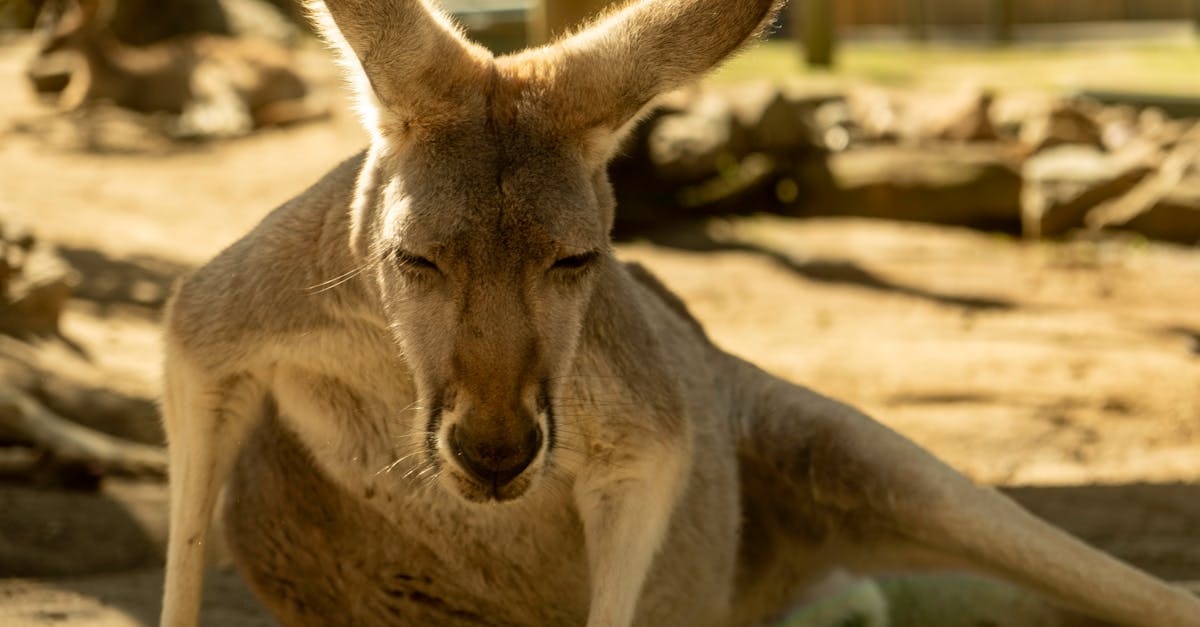 Neglecting Proper Bandage Removal Techniques